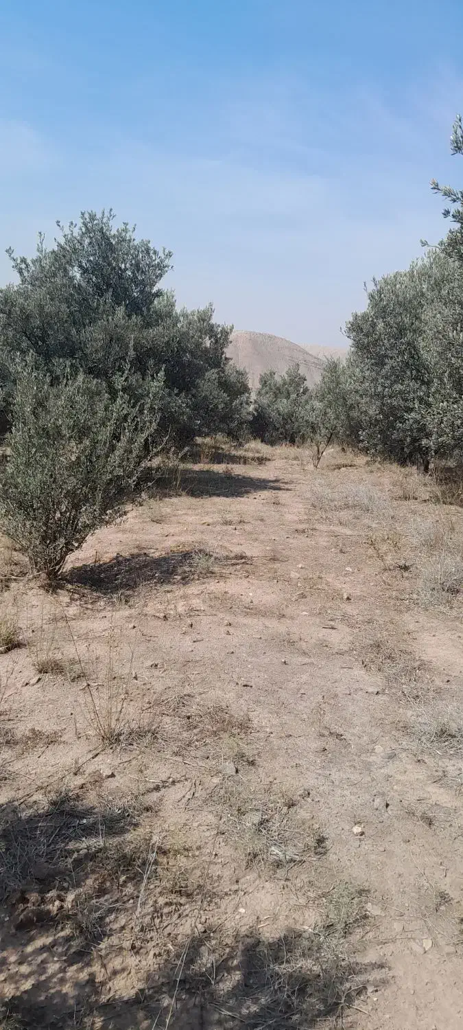 فروش زمین برند|فروش زمین و ملک کلنگی|لوشان, |دیوار