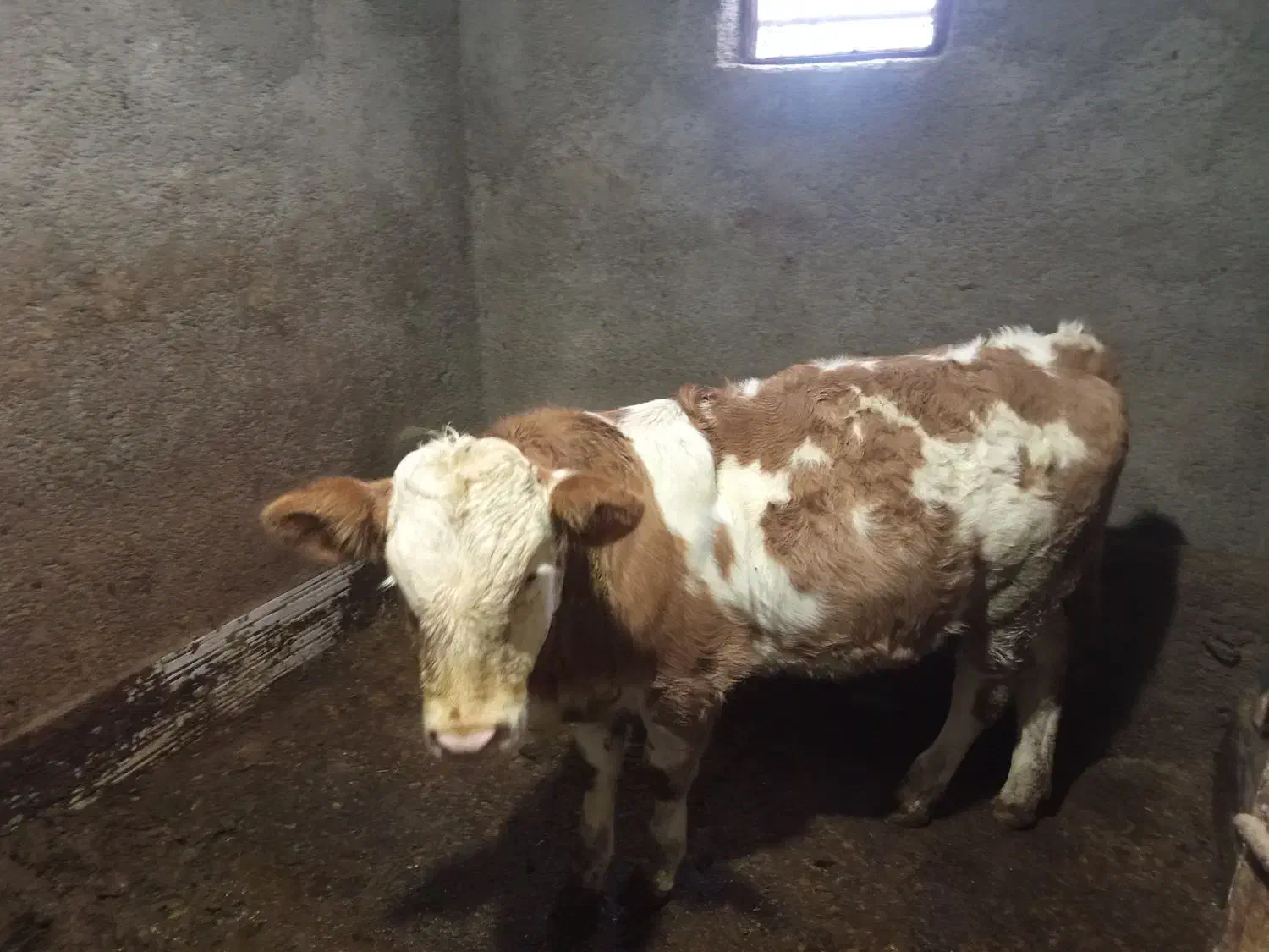 گوساله ماده|حیوانات مزرعه|مریوان, |دیوار