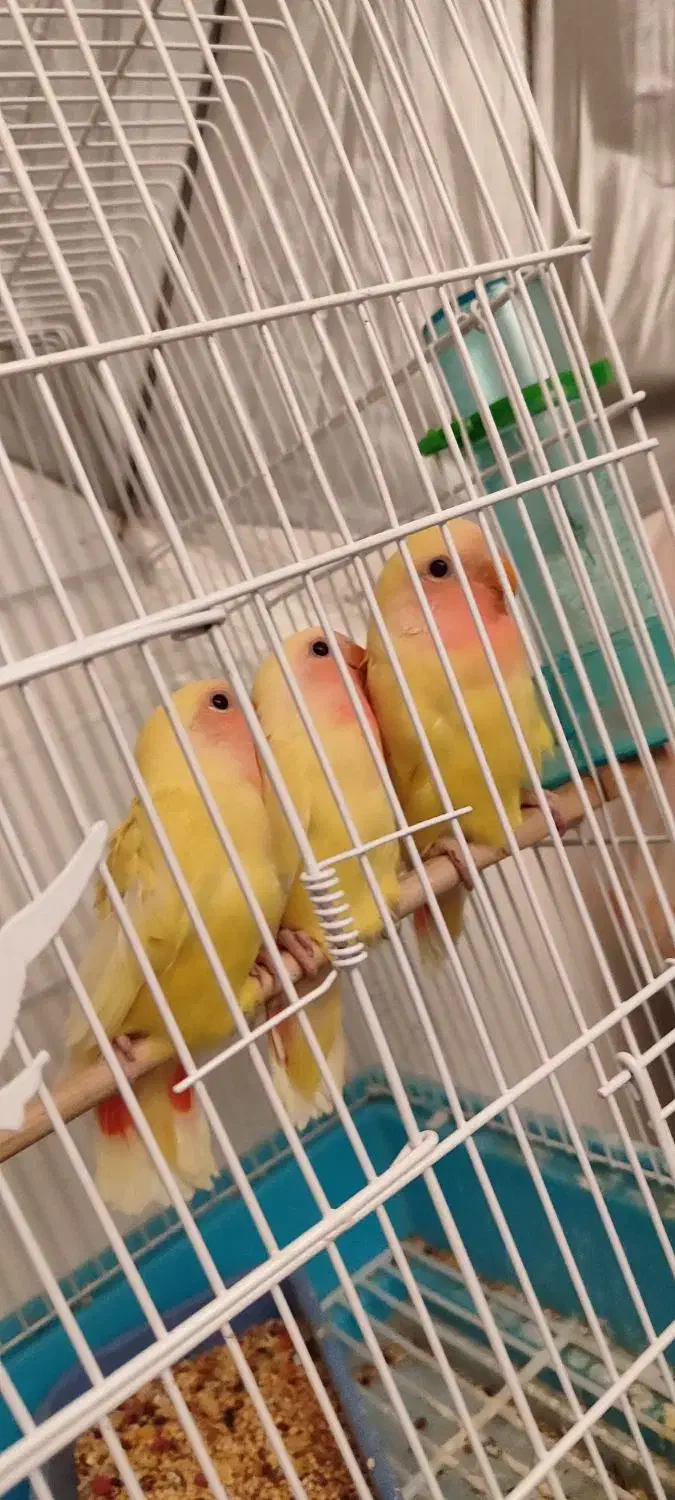 جوجه طوطی برزیلی آماده دستی شدن|پرنده|محمدیه-قزوین, |دیوار