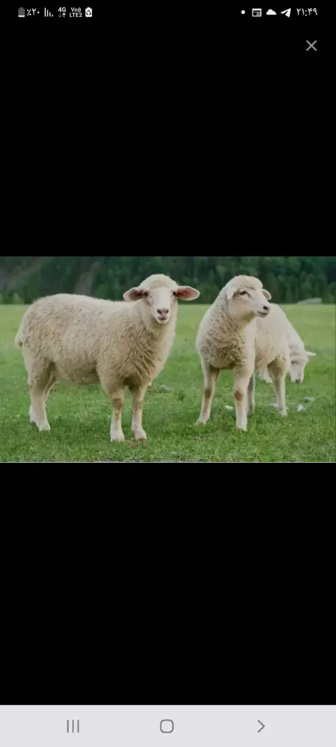 پخش گوسفند پرند و طراف رباط کریم باسرویس رایگان|حیوانات مزرعه|رباط‌کریم, شهرک صنعتی پرند|دیوار