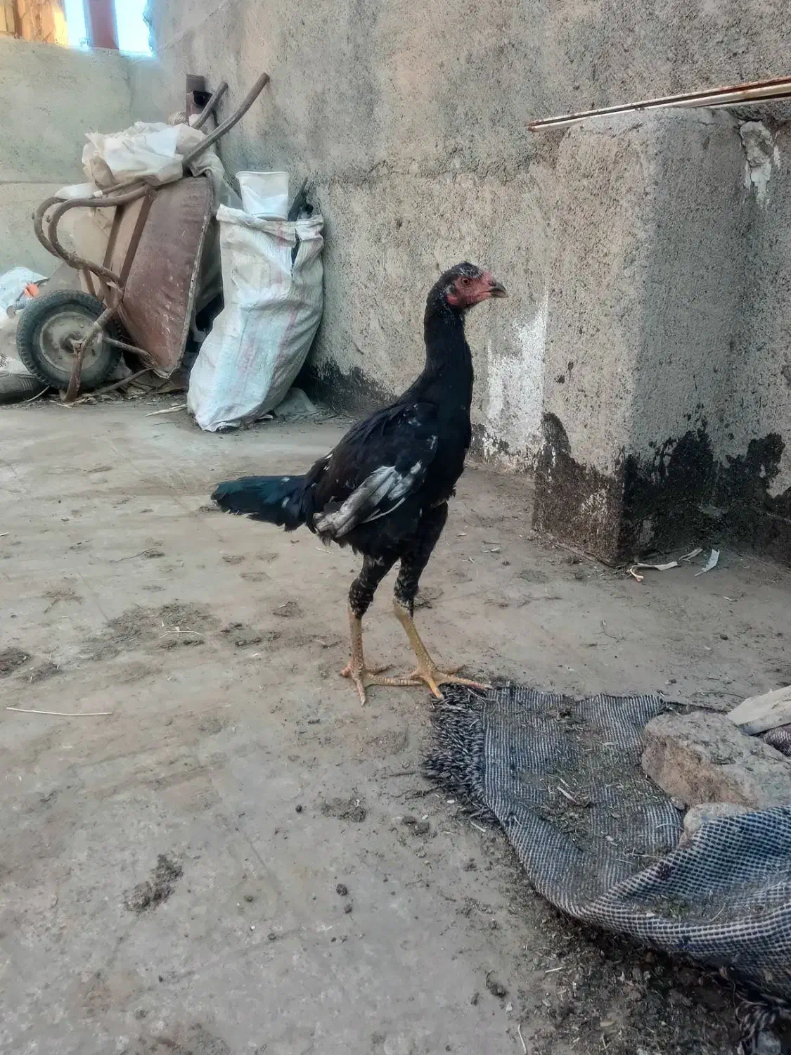 لاری|پرنده|مشهد, نیزه|دیوار