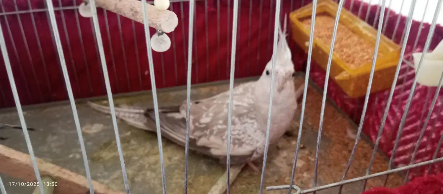 عروس هلندی|پرنده|خاش, |دیوار