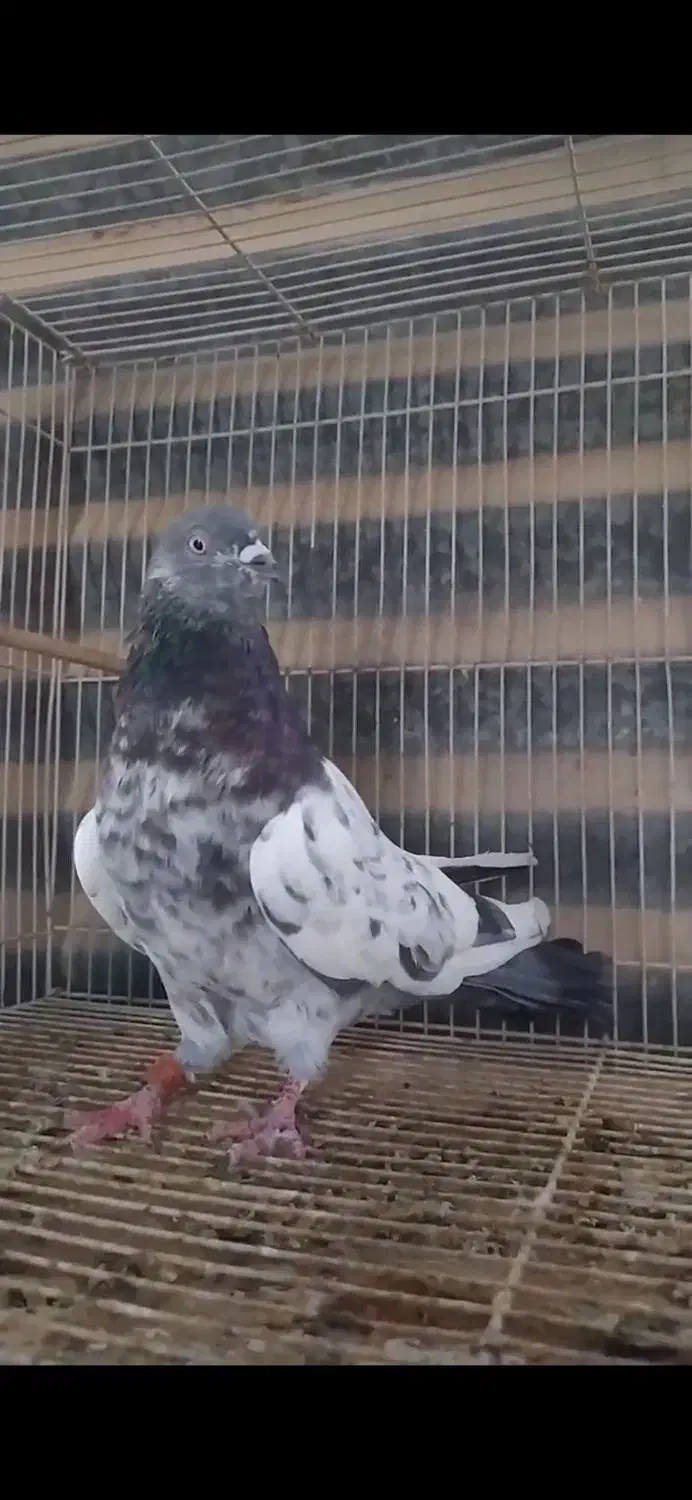 هوایی نر فقیر گل|پرنده|عسلویه, |دیوار