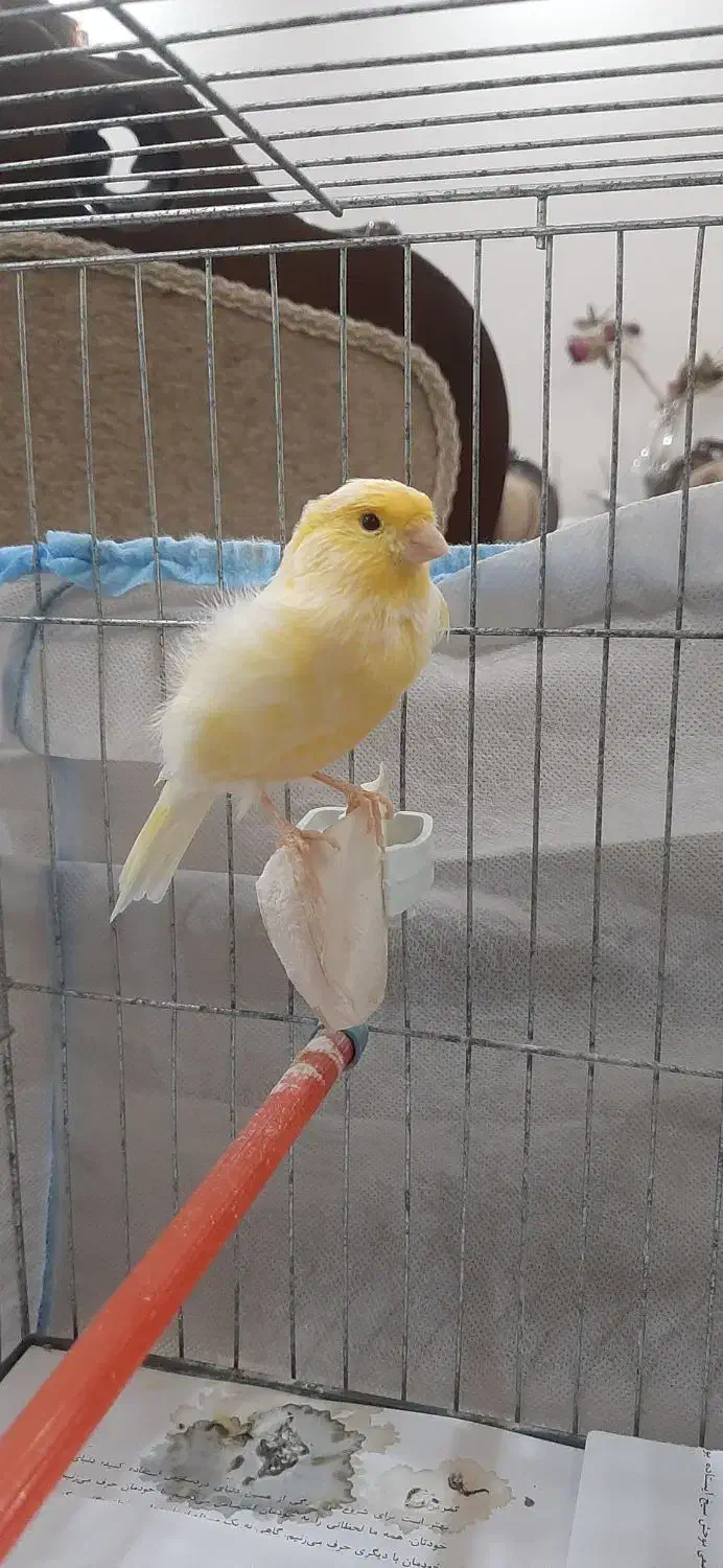 فروش قناری نر|پرنده|رشت, حسین آباد|دیوار
