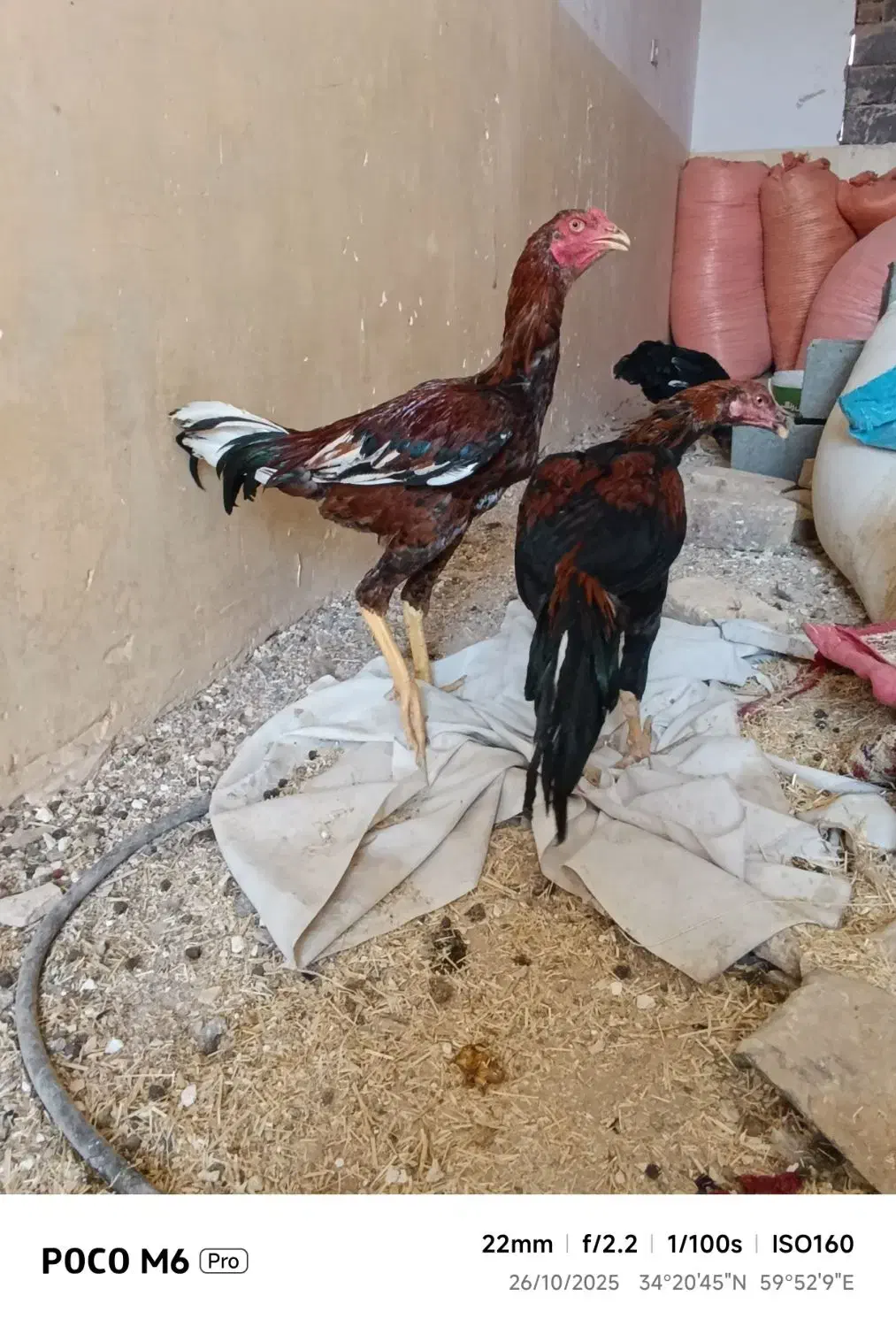 مشتری واقعی با این شماره تماس بگیره|حیوانات مزرعه|قاسمآباد (خواف), |دیوار