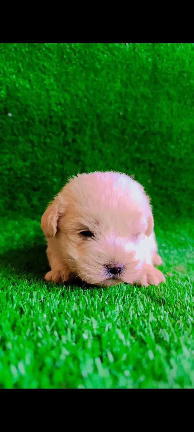 واگذاری شیتزو سوپر تریر مینیاتوری وارداتی|سگ|تبریز, |دیوار