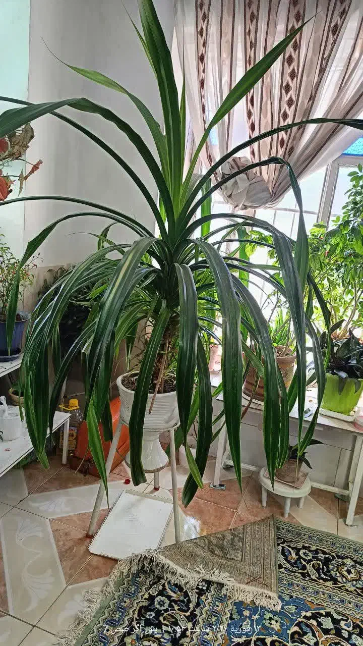 پاندانوس|گل و گیاه طبیعی|نیشابور, مازول|دیوار