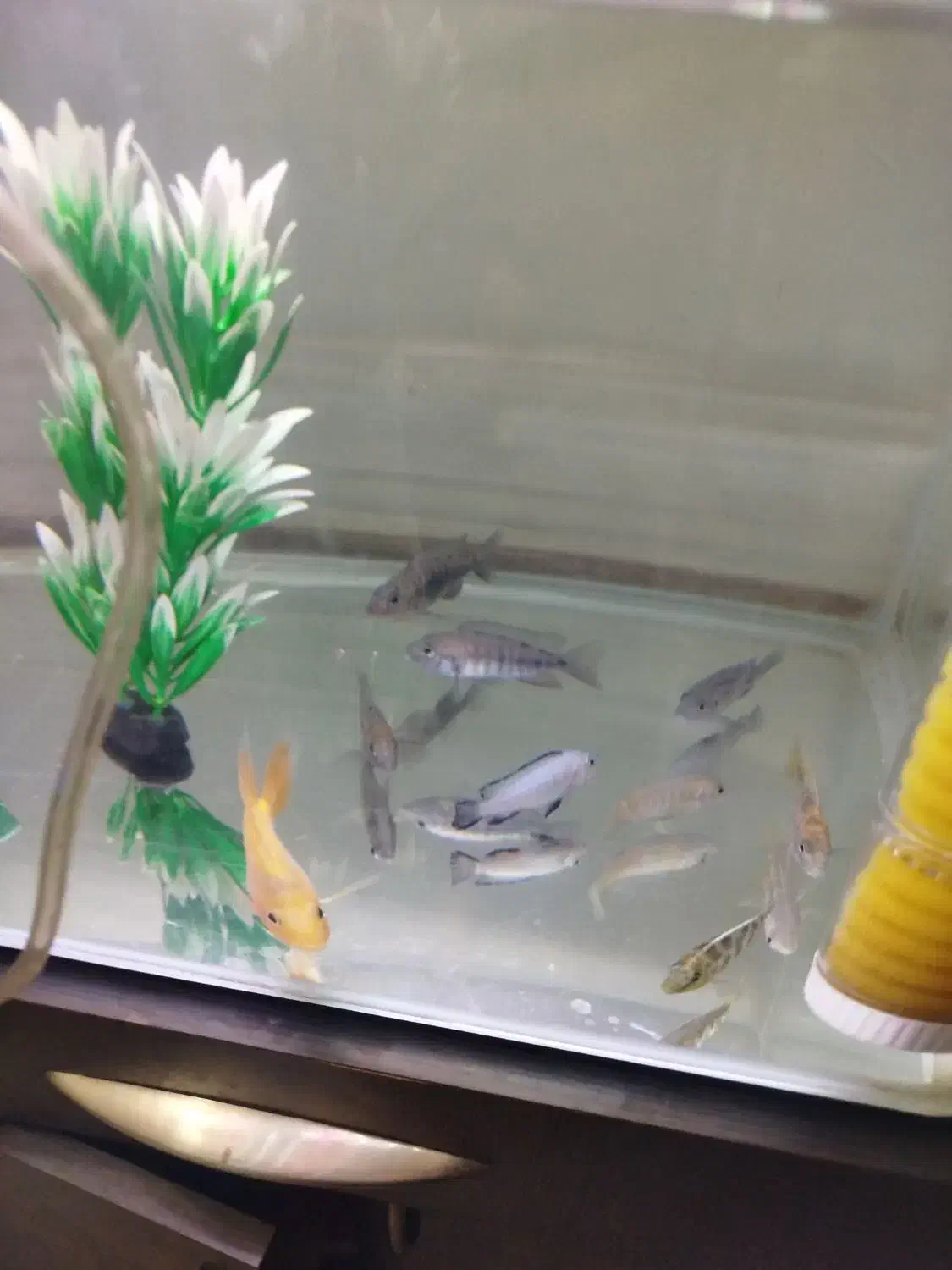 ماهی سیچلاید و ماهی پرت|ماهی|لار, |دیوار