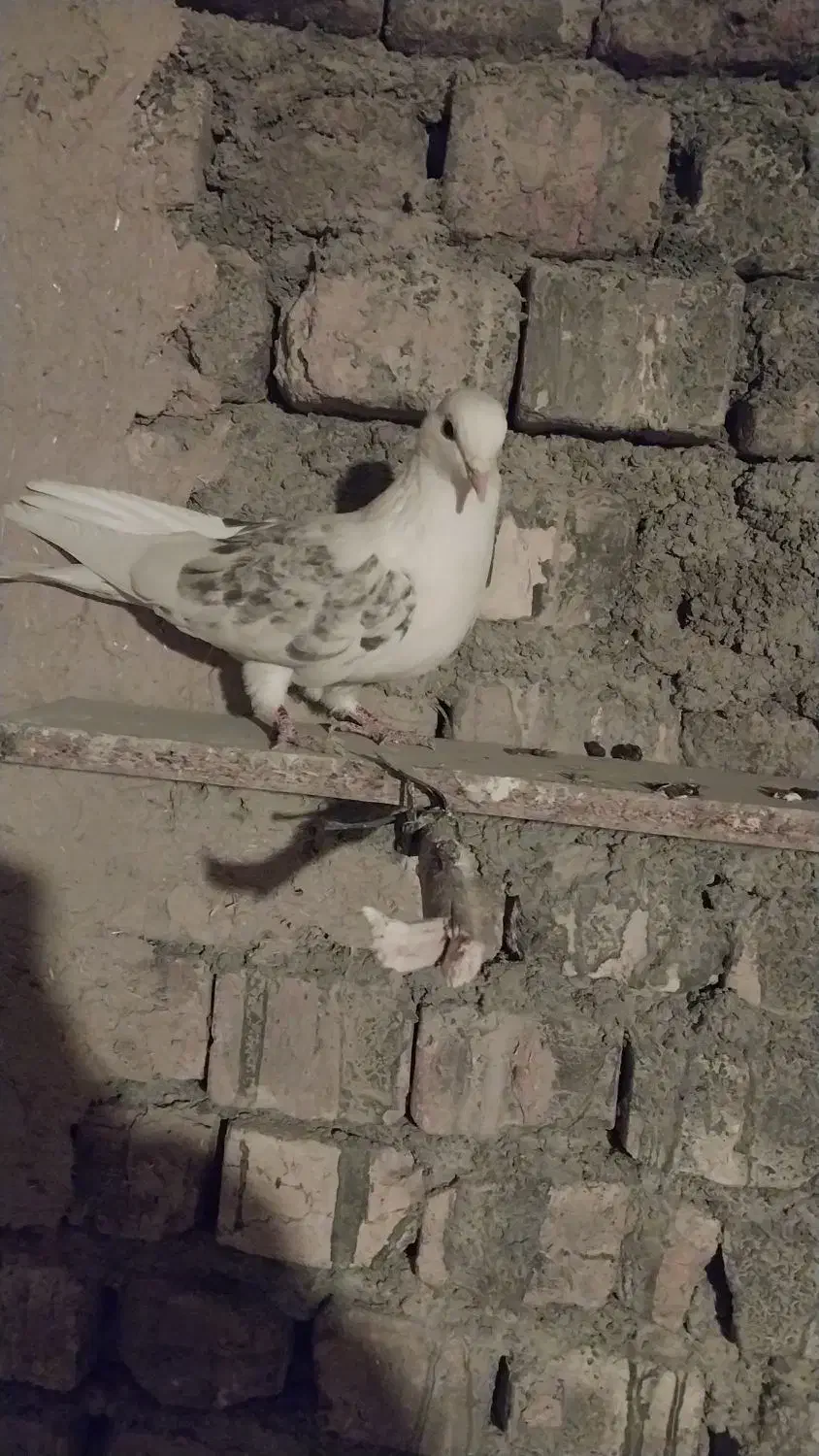 دو عدد کبوتر|پرنده|مهاجران, |دیوار