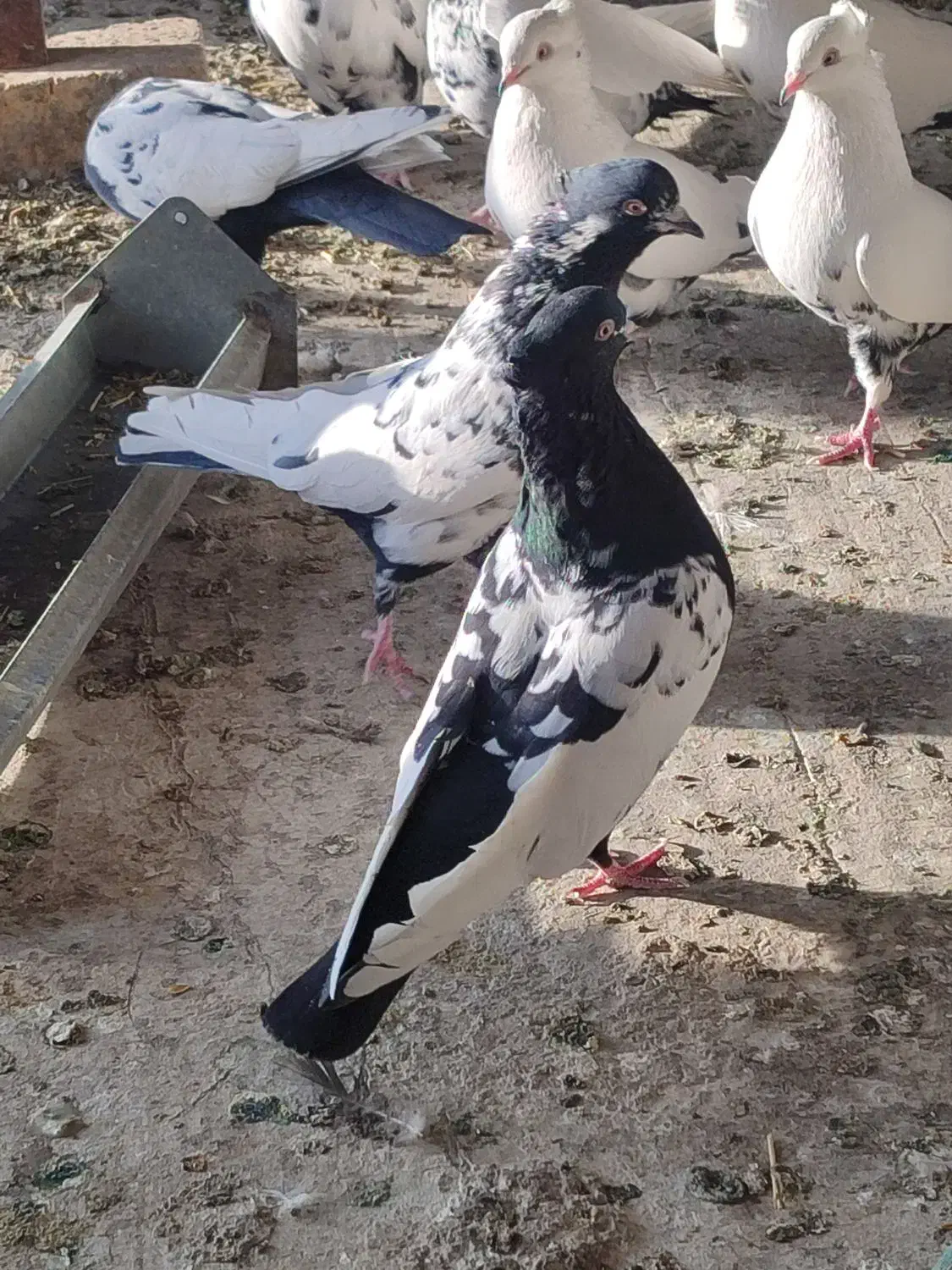 کفتر|پرنده|خمینی‌شهر, |دیوار