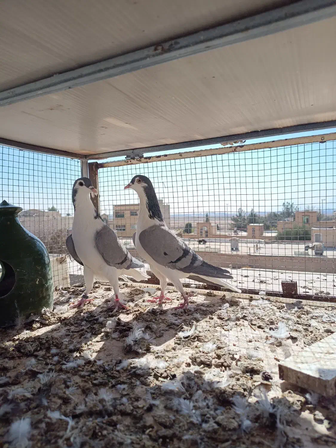 شش عدد ماده سالم سرحال جوان دمگیر|پرنده|شاهین‌شهر, نبوت|دیوار