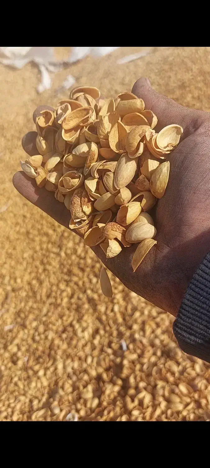 خریدار پوست پسته و پوک تناژ بالا|خدمات باغبانی و درختکاری|رفسنجان, |دیوار