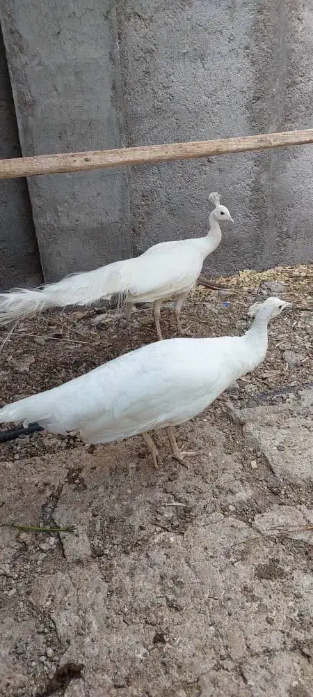 فروش طاووس سفید بالغ|پرنده|بندرلنگه, |دیوار