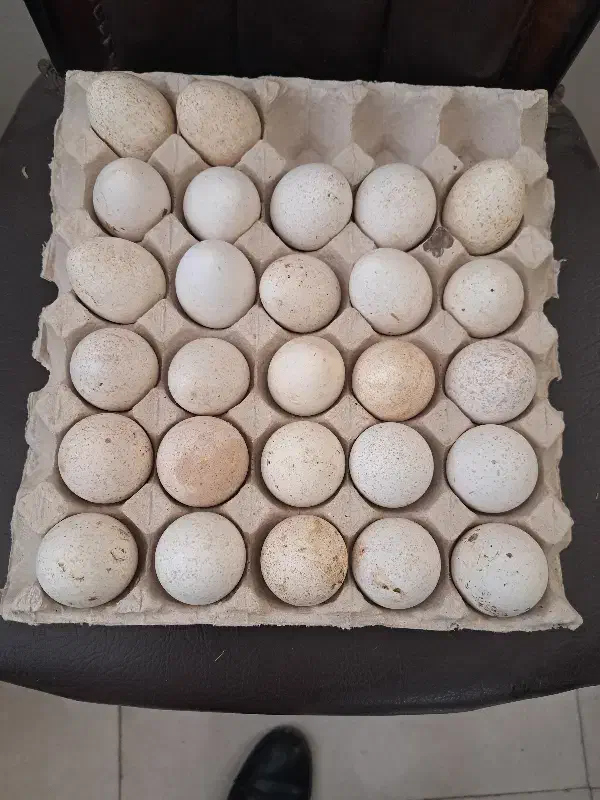 تخم مرغ محلی ارگانیک خوراکی ونطفه داربوقلمون|حیوانات مزرعه|قوچان, |دیوار