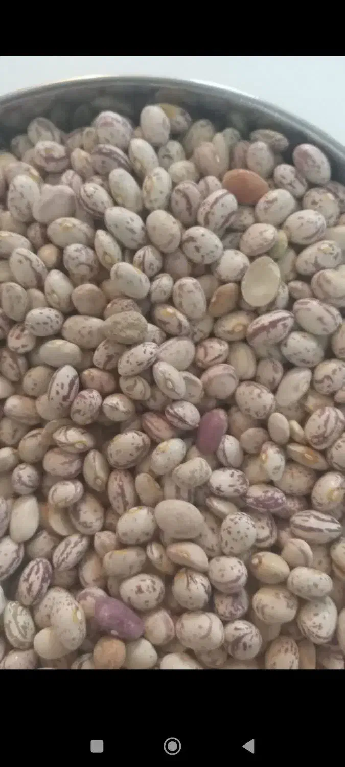 لوبیا چیتی370ایرانی|خوردنی و آشامیدنی|اصفهان, جاوان|دیوار