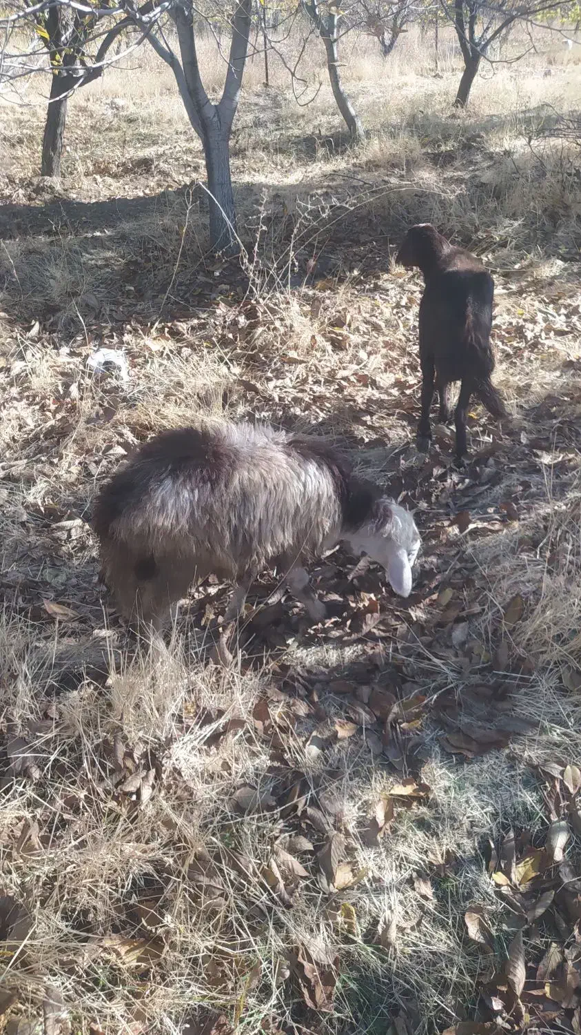 گوسفند داشتی|حیوانات مزرعه|زاغه, |دیوار