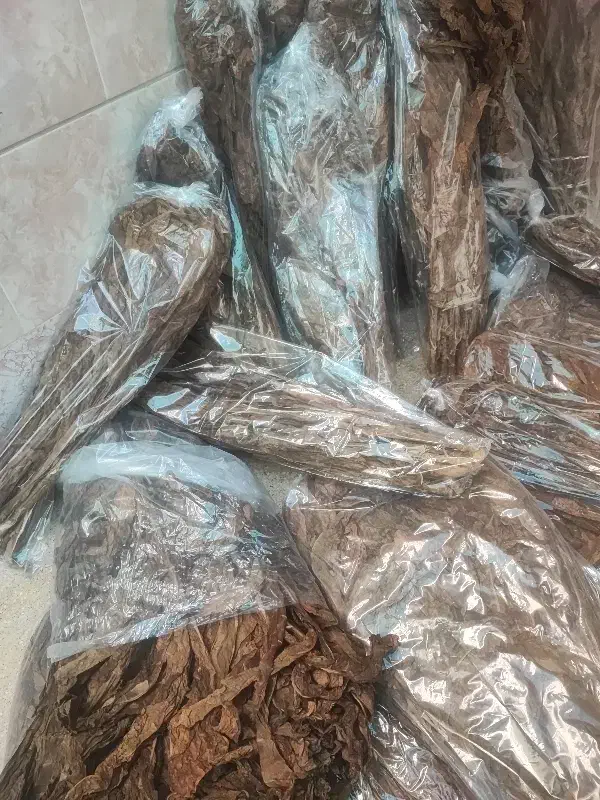 برگ درخچه تندلنکه ایی|گل و گیاه طبیعی|بندرعباس, |دیوار