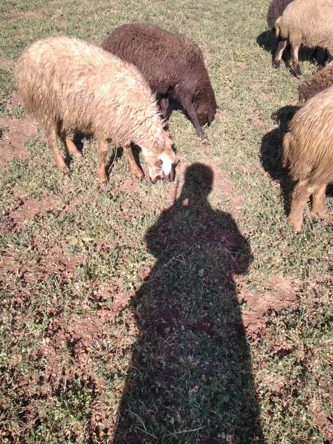 کاور نرو ماده|حیوانات مزرعه|مریوان, |دیوار