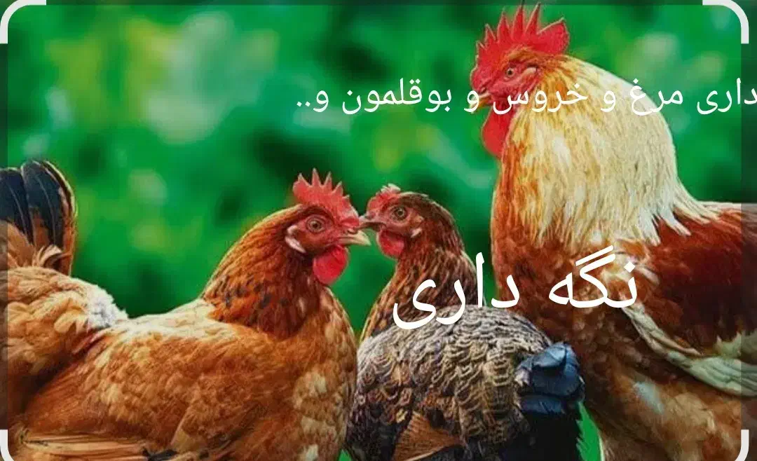 طیور و حیوانات|لوازم جانبی حیوانات|فسا, |دیوار