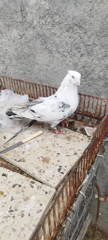 کبوتر|پرنده|شیراز, کوشک میدان|دیوار