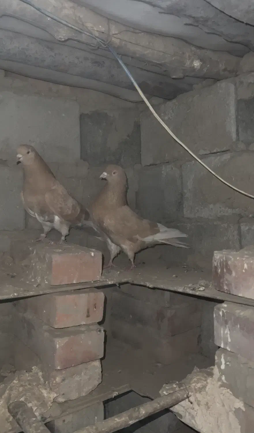 جفت کبوتر زرد پرشی|پرنده|نقده, |دیوار