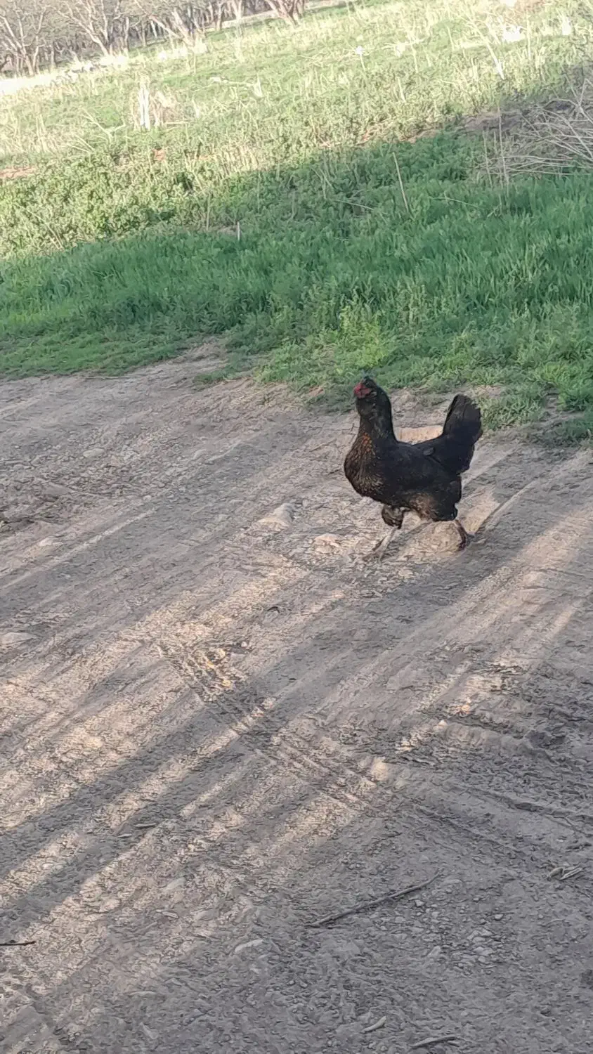 تخم مرغ نطفه دار|حیوانات مزرعه|زنجان, |دیوار