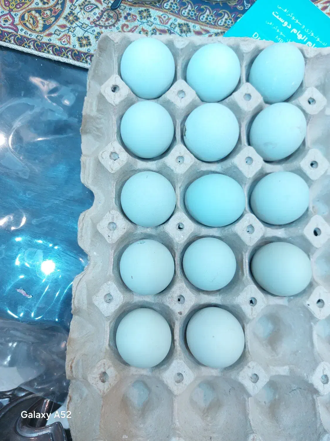 تخم مرغ زینتی آراکانا آبی و مرغ کرک|حیوانات مزرعه|اهواز, اهواز|دیوار