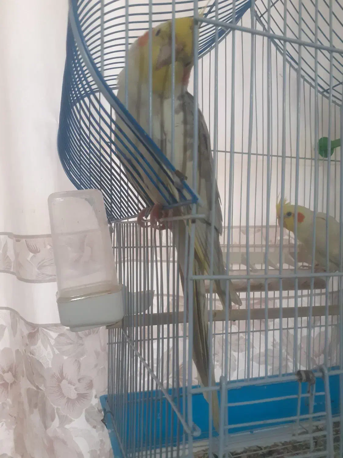 عروس هلندی|پرنده|اصفهان, حصه جنوبی|دیوار