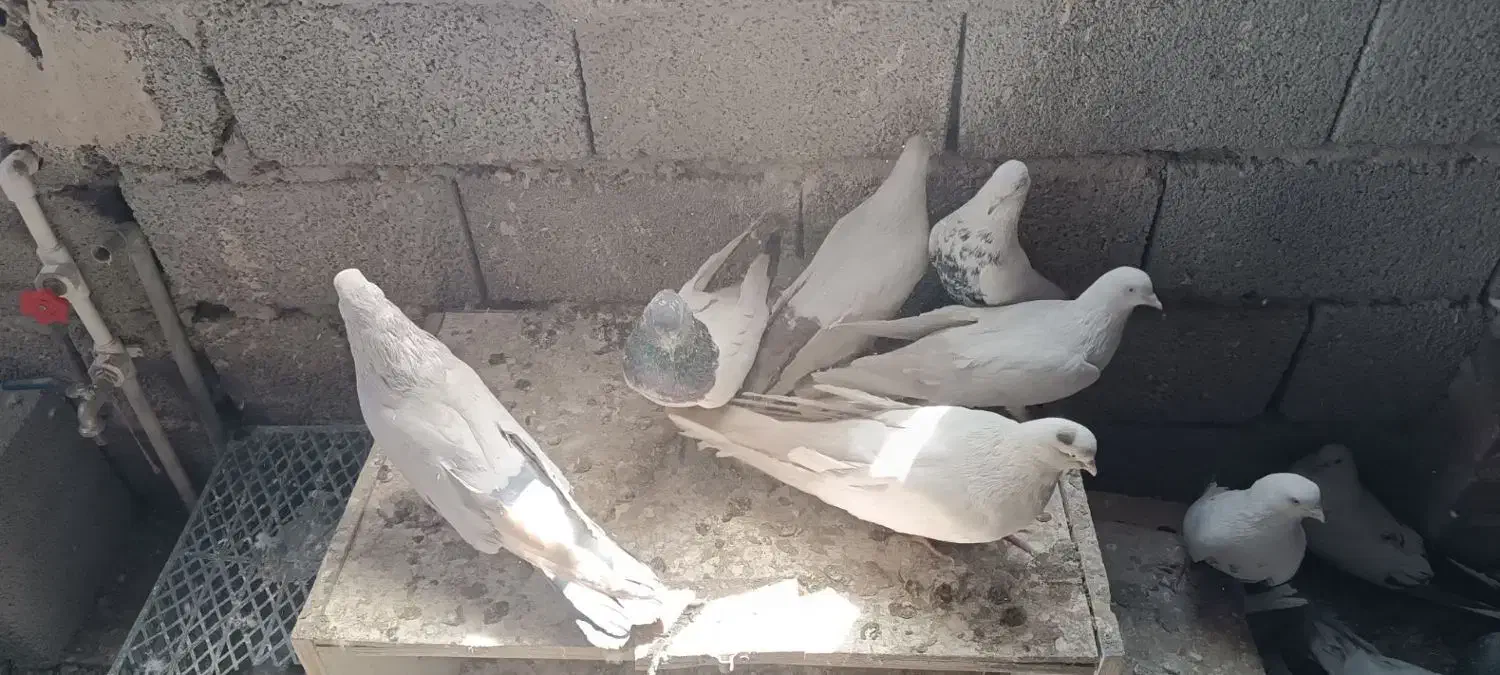 فروش انواع‌ کفتر باشلی و کوینلی|پرنده|آذرشهر, |دیوار