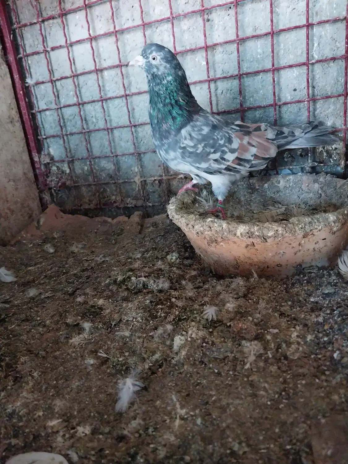 کبوترای پرشی خوش سو بپر ساعتی|پرنده|ساری, |دیوار