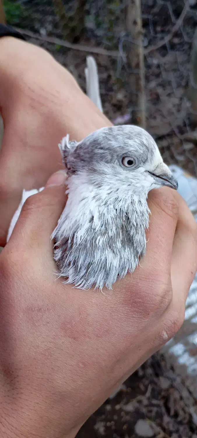 کفتر نر قوی|پرنده|آستانه اشرفیه, |دیوار