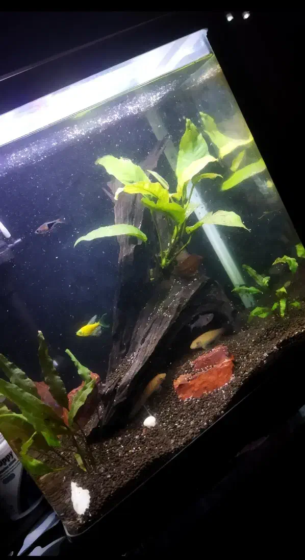 آکواریم دلسا K390|ماهی|کرمانشاه, |دیوار