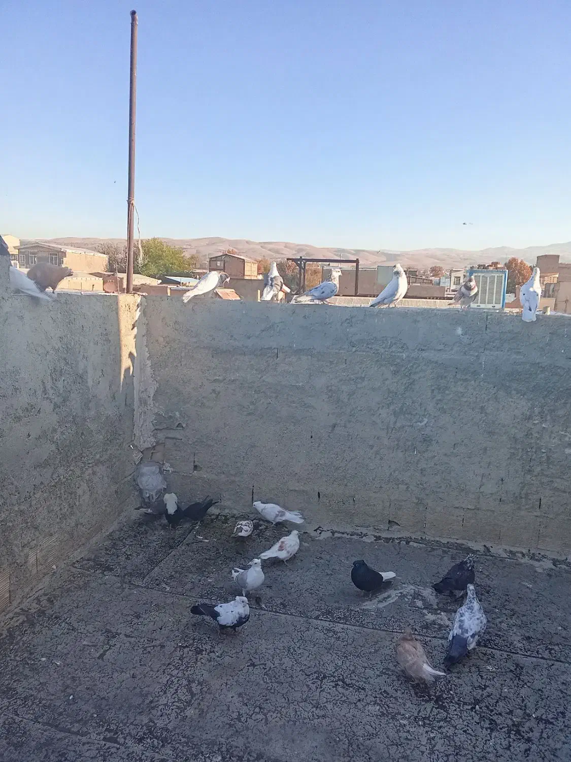 ی جفت زاغ دم سفید خوشگل|پرنده|شیروان (لرستان), |دیوار