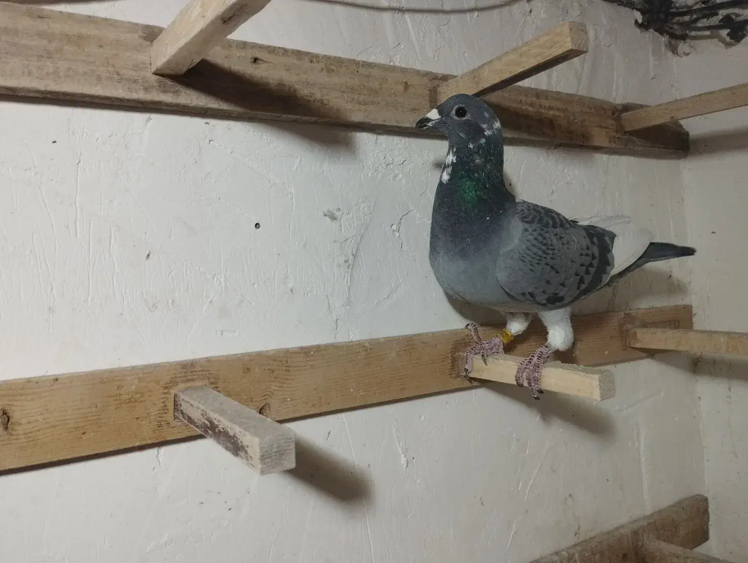 نر کفتر فروشی|پرنده|تربت‌حیدریه, بالا ولایت|دیوار