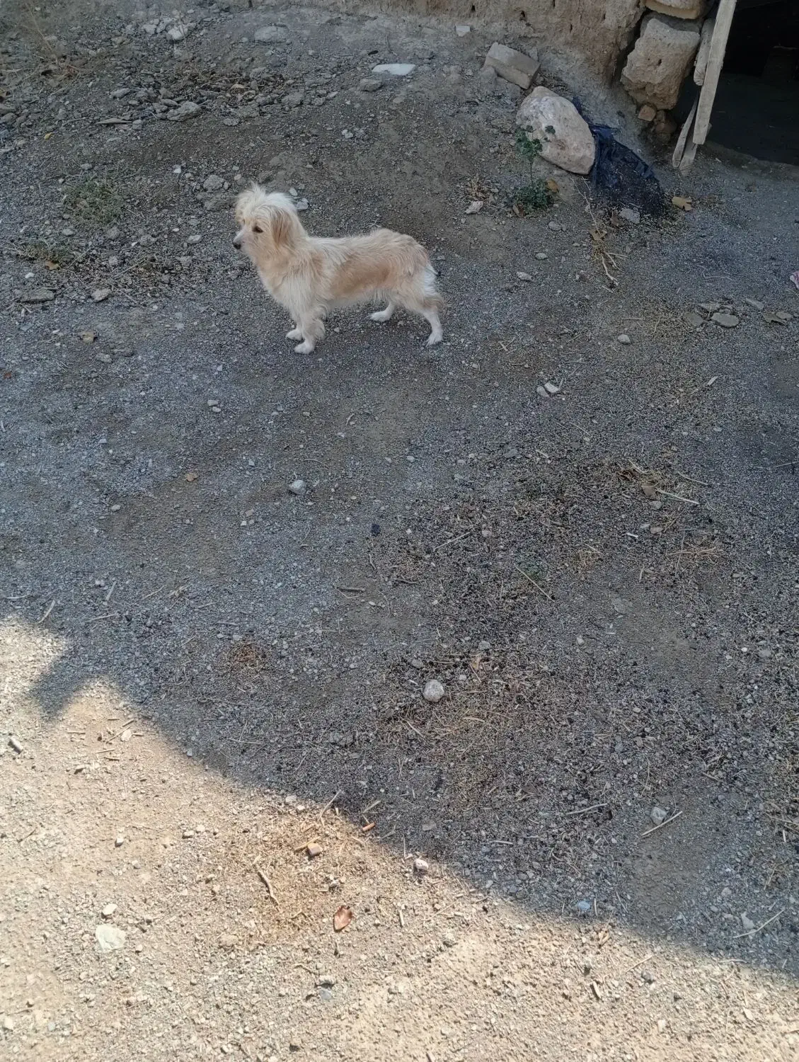 یک عددسگ پاکوتاه ماده شیطون وبانمک وباهوش|سگ|خمین, |دیوار