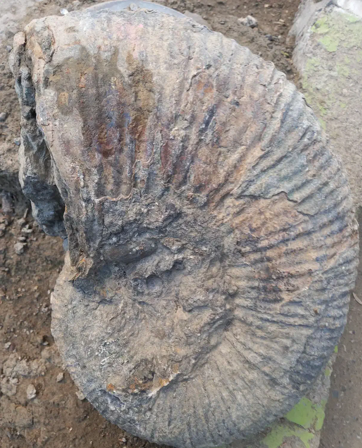 فسیل حلزون|کلکسیون و سرگرمی|بجنورد, |دیوار