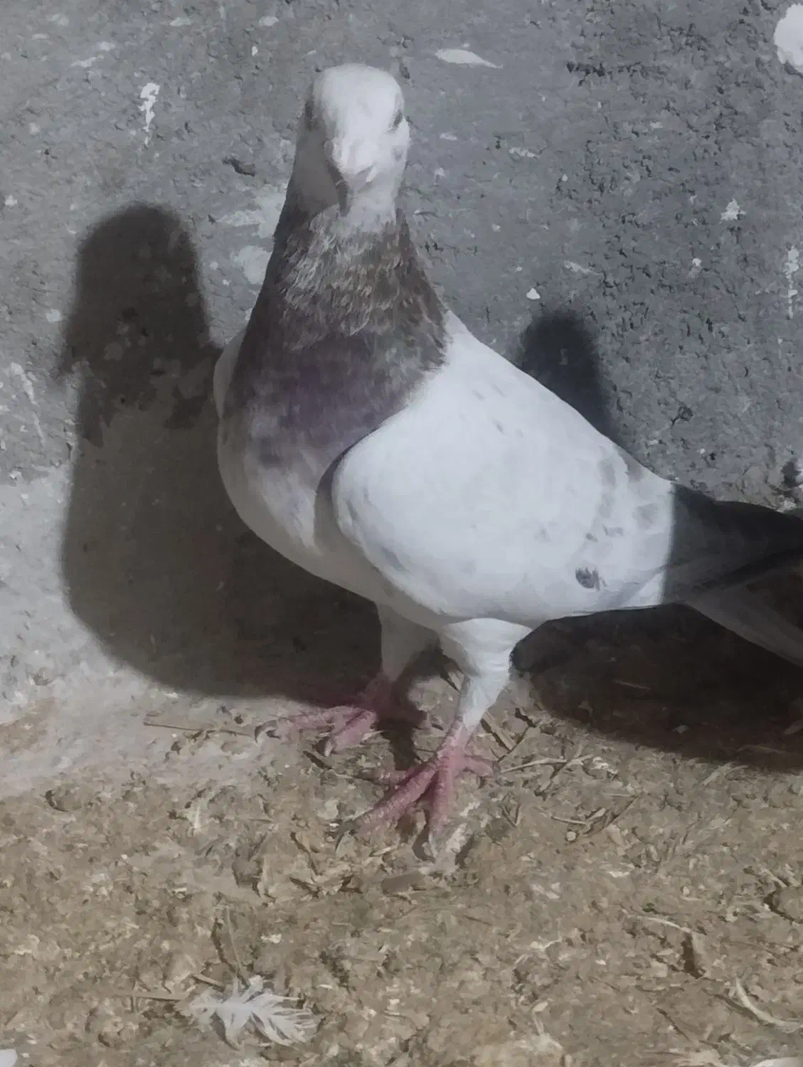 کبوتر دوبال هفرنگ تهرانی|پرنده|اسفرورین, |دیوار