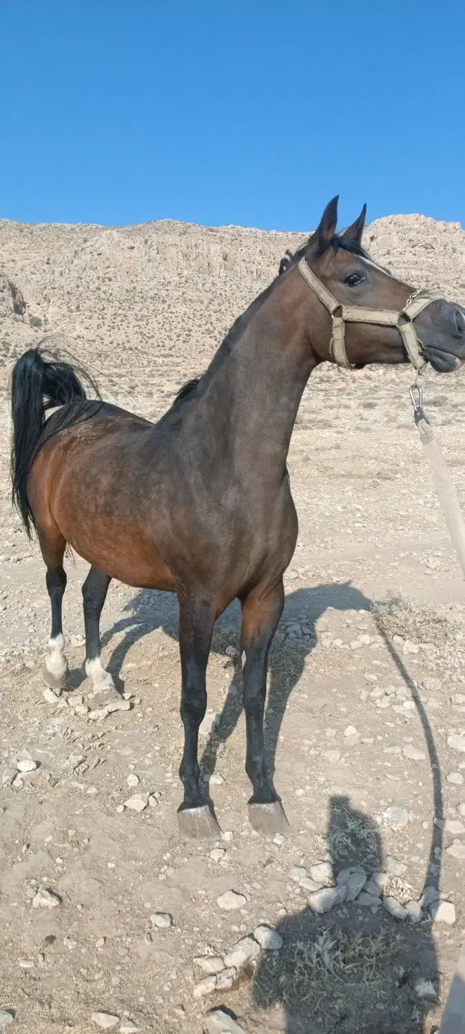 اسب|اسب و تجهیزات اسب‌سواری|شیراز, گویم|دیوار