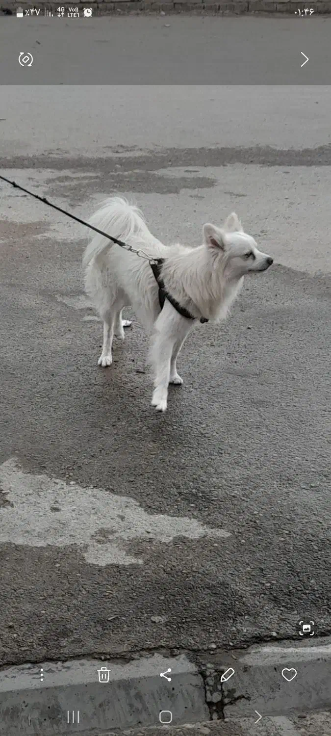 سگ پامر|سگ|ارژن, |دیوار