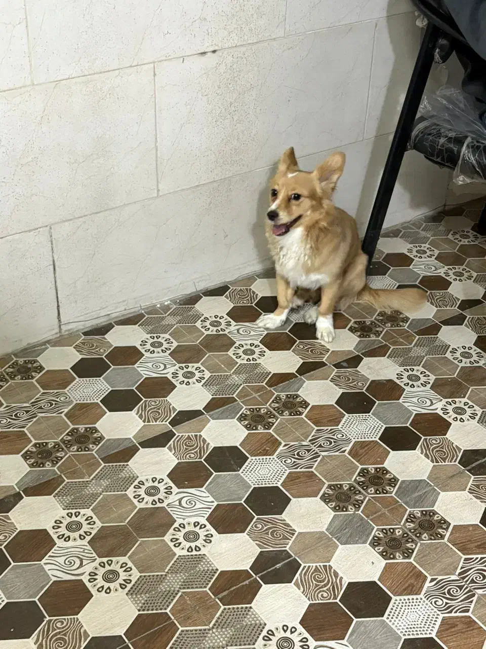 پامر|سگ|اهواز, کوی علوی|دیوار