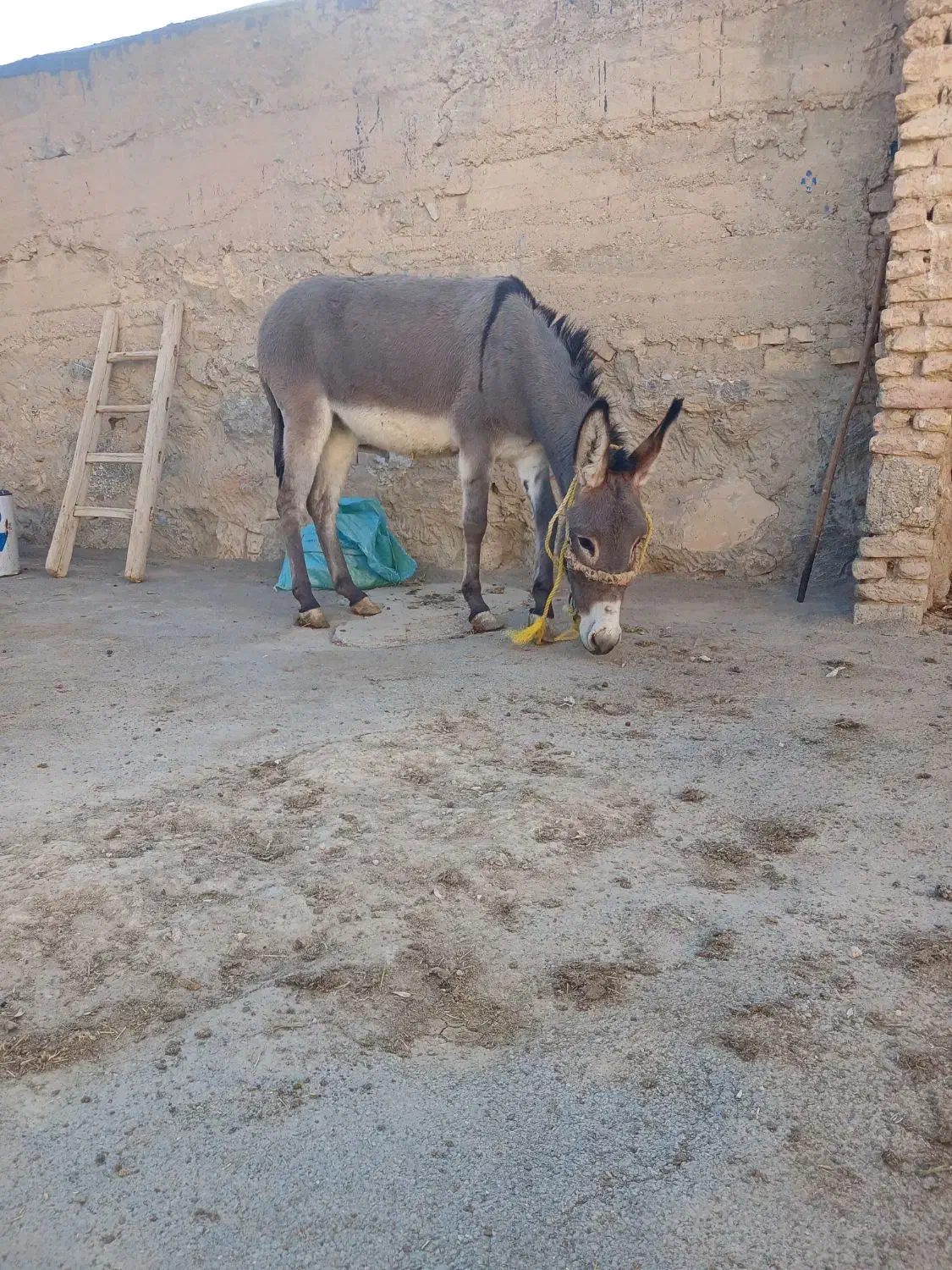 خر گلهای|حیوانات مزرعه|داران, |دیوار