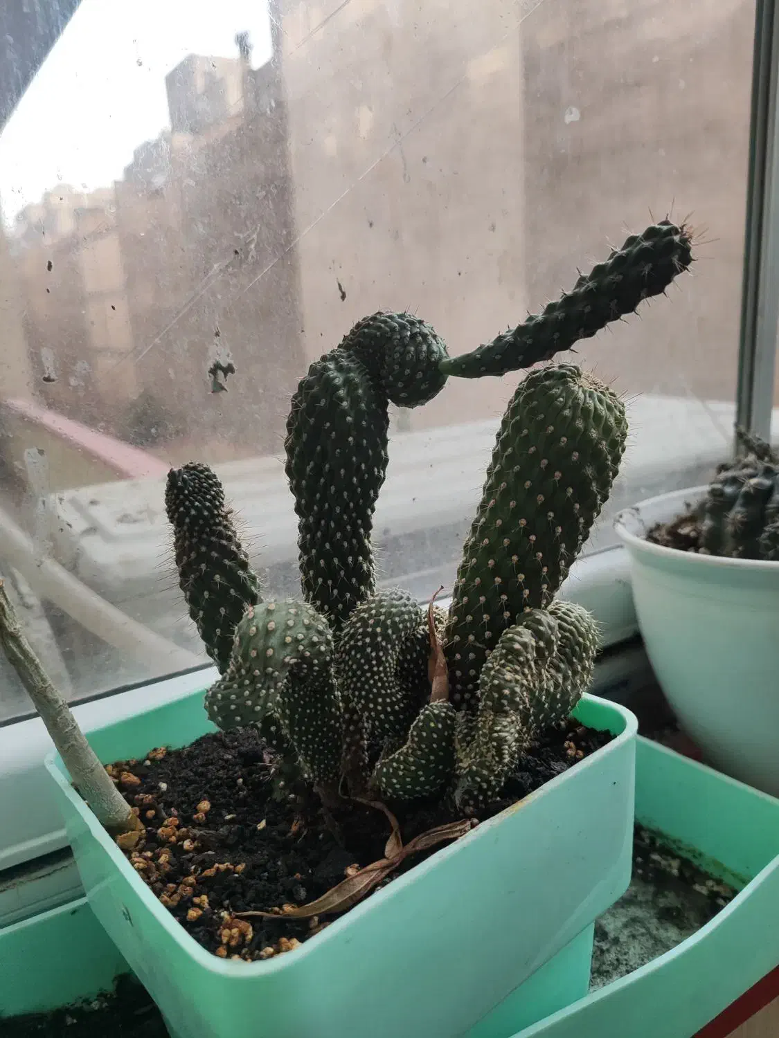 گل های زیبا|گل و گیاه طبیعی|تبریز, |دیوار