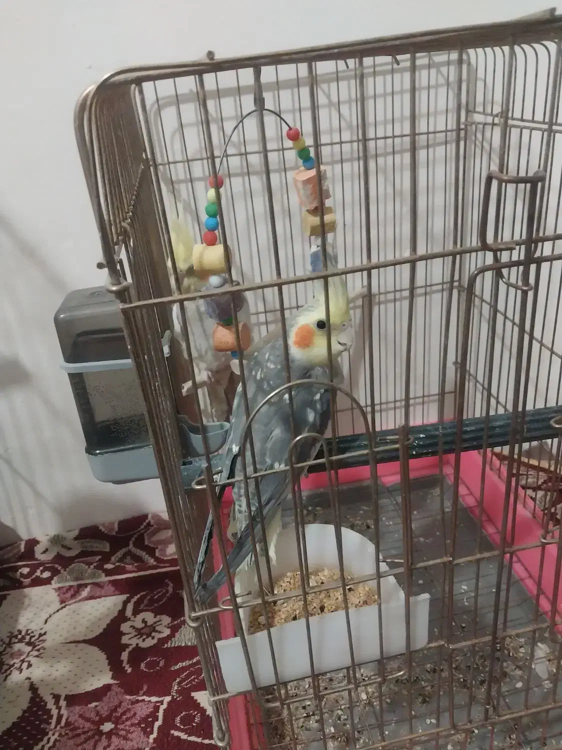 عروس هلندی نرماده بسیار خوشگل و بازیگوش|پرنده|زنجان, |دیوار