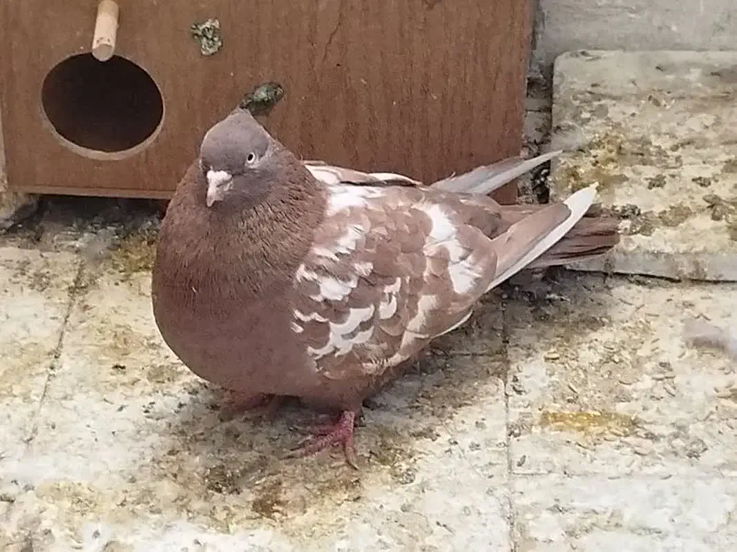 کبوتر سرخ نروماده ودو عدد تخم|پرنده|پاکدشت, پاکدشت (مامازند)|دیوار