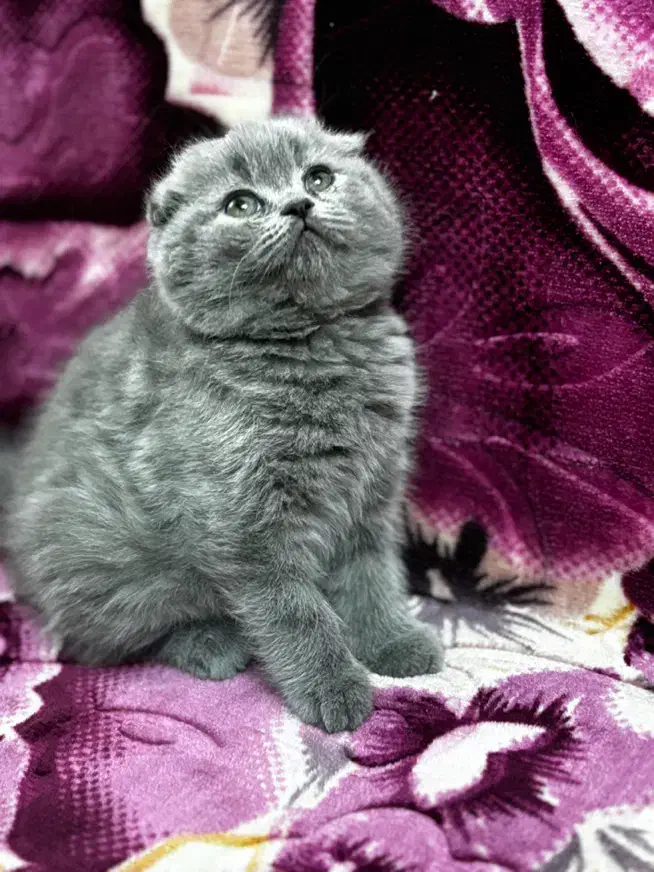 گربه اسکاتیش نر جفت گیری|گربه|کرمان, |دیوار