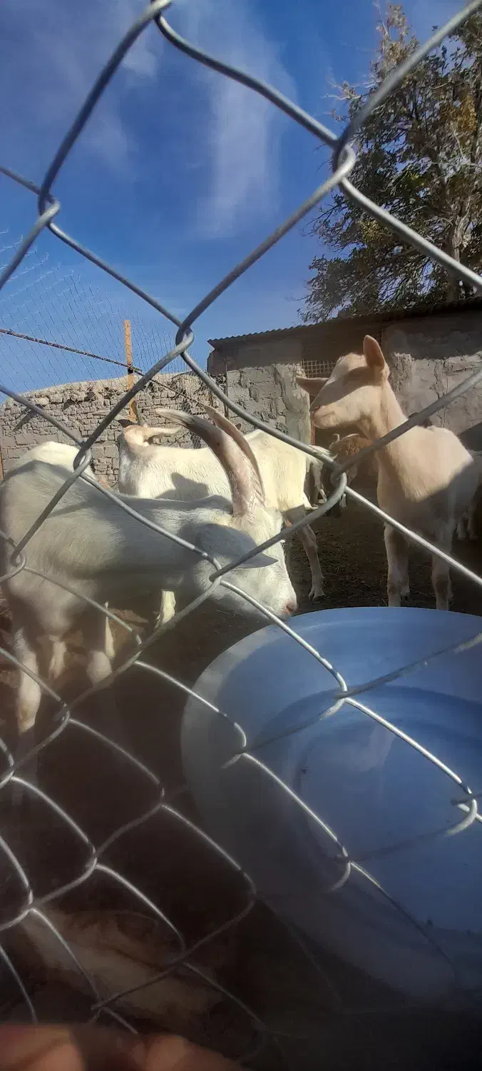 فروش تعدادی کره بخته شده ۱۰ ماهه|حیوانات مزرعه|شهر بابک, |دیوار