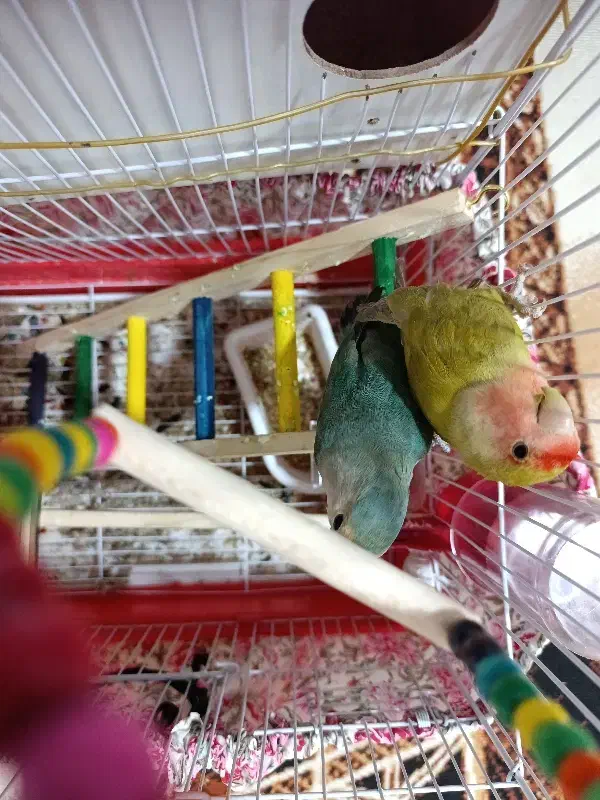 کوتوله برزیلی نر وماده|پرنده|لاران, |دیوار