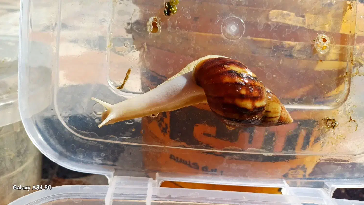 سلام فروش حلزون از۱ماه تامولد|خزنده|خرمآباد, |دیوار