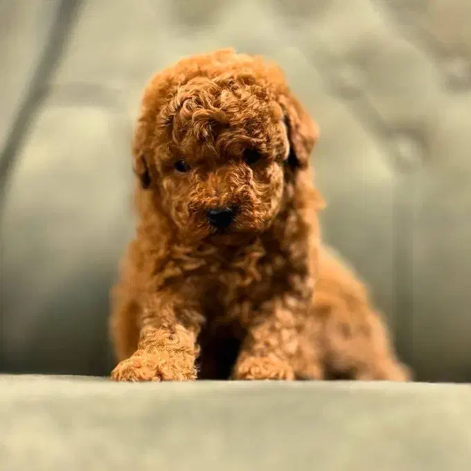 توی پودل فرفری، پبکینیز ، پامر|سگ|تهران, چیتگر شمالی|دیوار