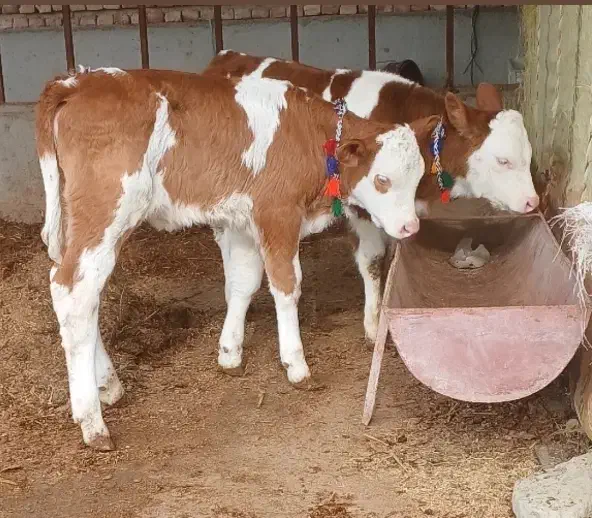 گوساله50روزه نر  سیمینتال|حیوانات مزرعه|کردکوی, |دیوار